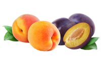 Apricot Plum